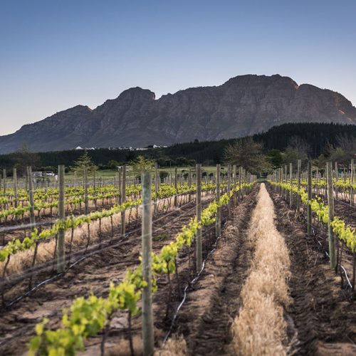Stellenbosch